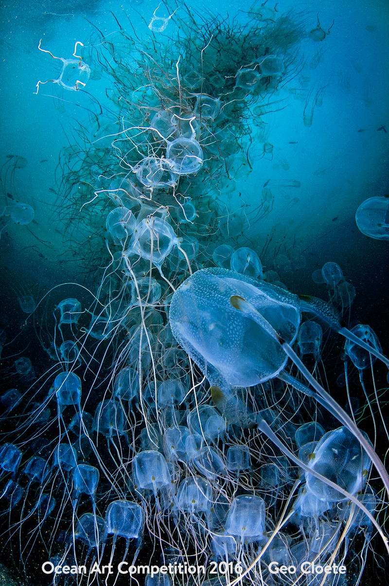 Illustration for article titled The Best Underwater Photographs of 2016 Are Out of This World